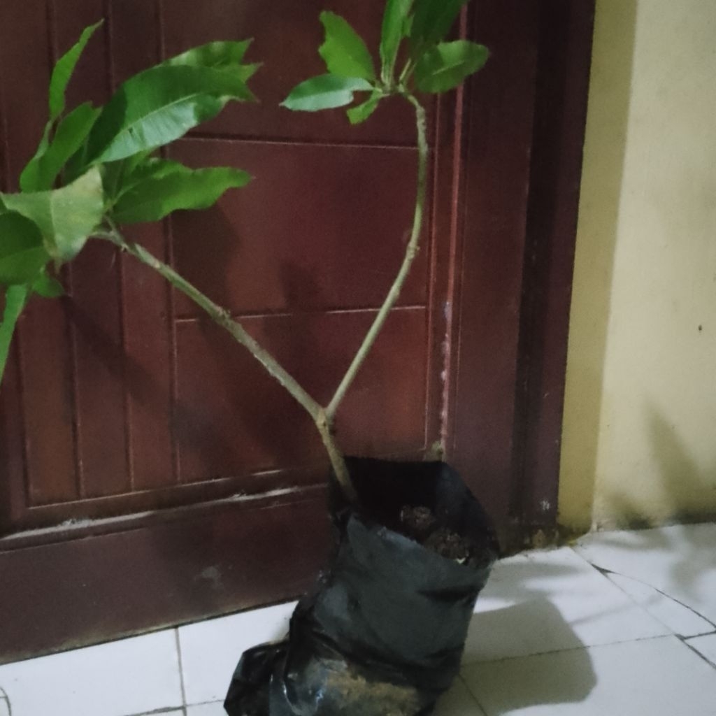 Pohon Mangga Manalagi Cangkokan