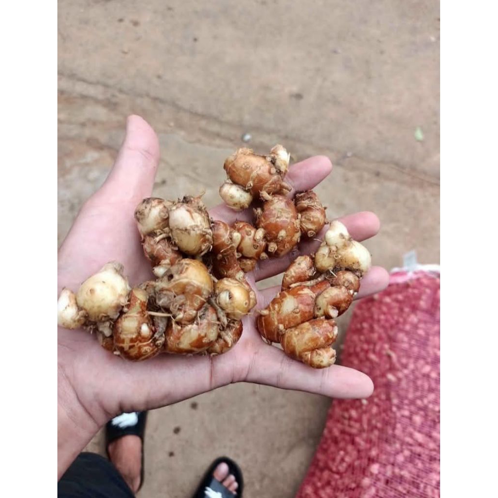 

Kencur/Cikur Bersih fresh kemasan 500g 1Kg