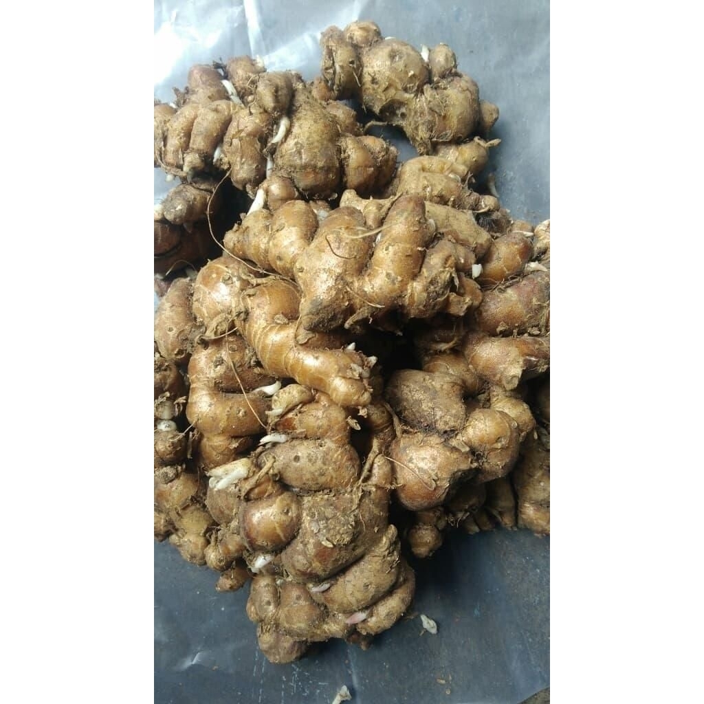 

kencur segar 1kg untuk seblak