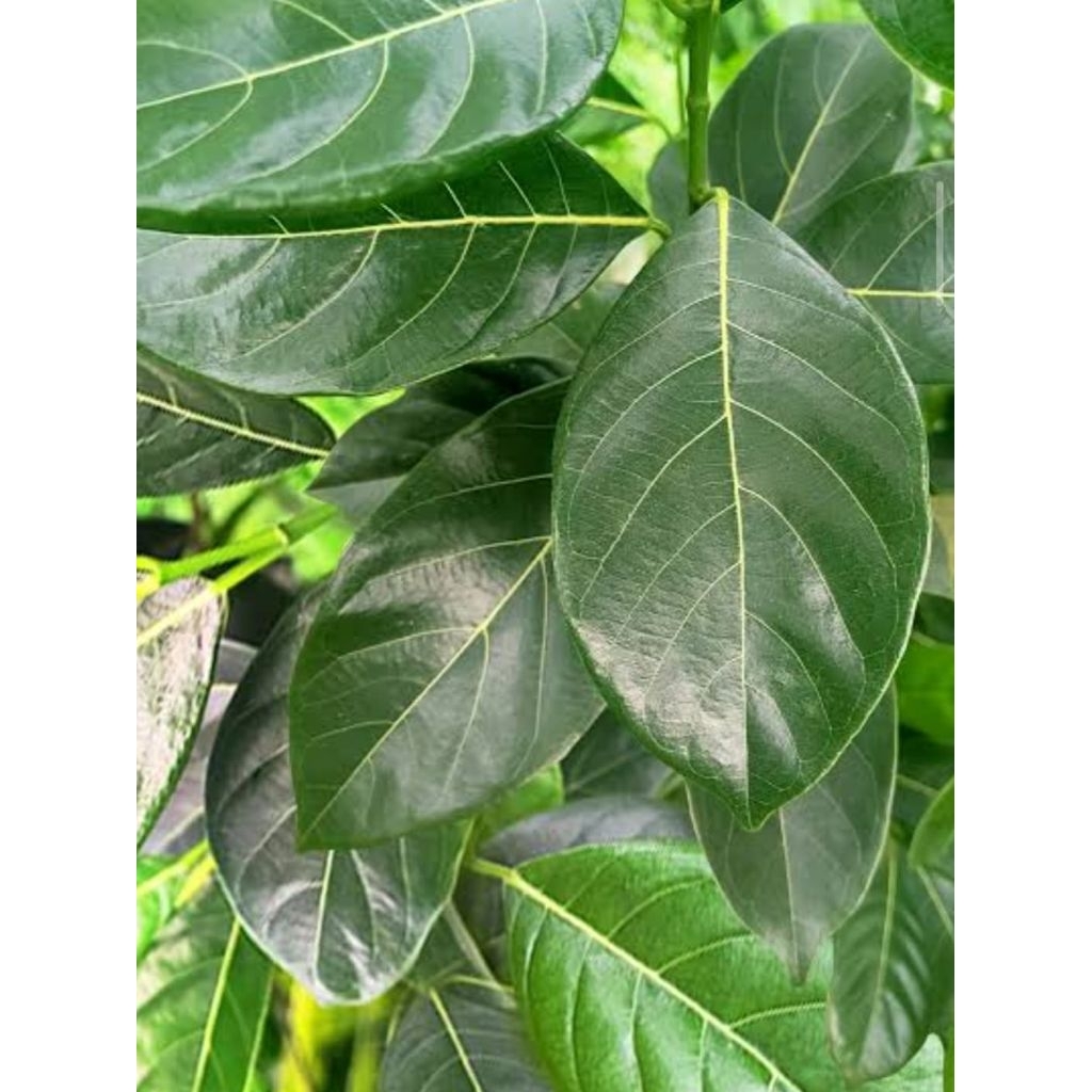 

daun nangka 100 lembar segar langsung di petik