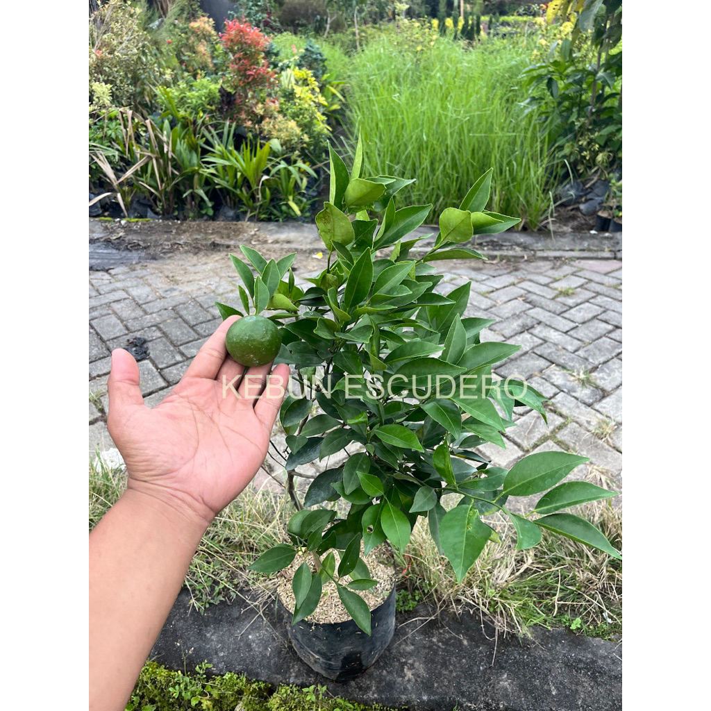 Jeruk Keprok Siem Madu Berbuah - Tanaman Bibit Jeruk Keprok Siem Madu - Bibit Buah Jeruk Keprok Siem