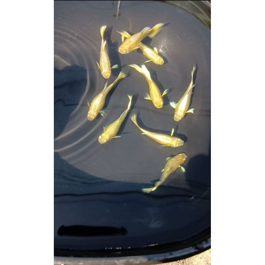 ikan hias Guppy full gold cantik hiasan akuarium