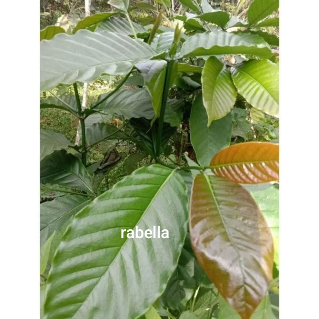 

Terbaik daun kopi segar dan pucuknya 150 gram