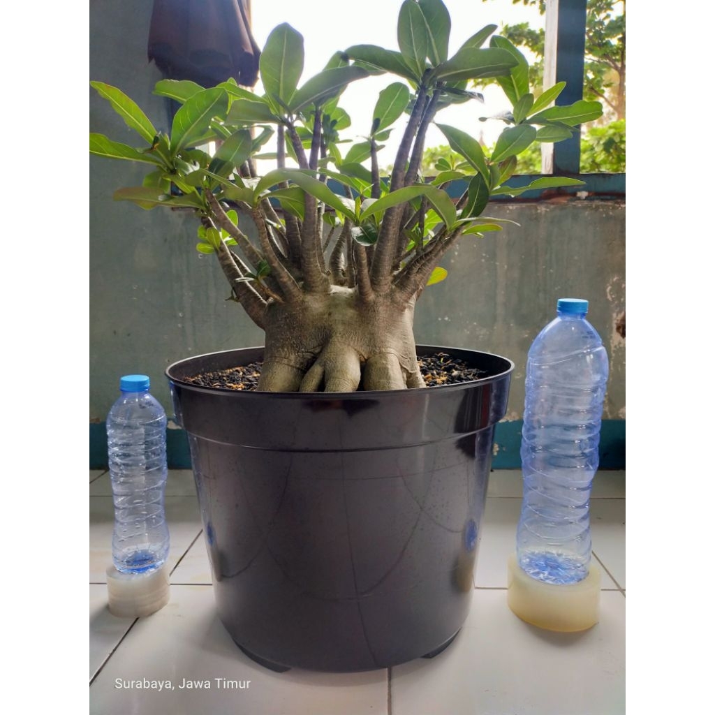 Adenium arabikum hybrid godji prokar indukan big size jumbo