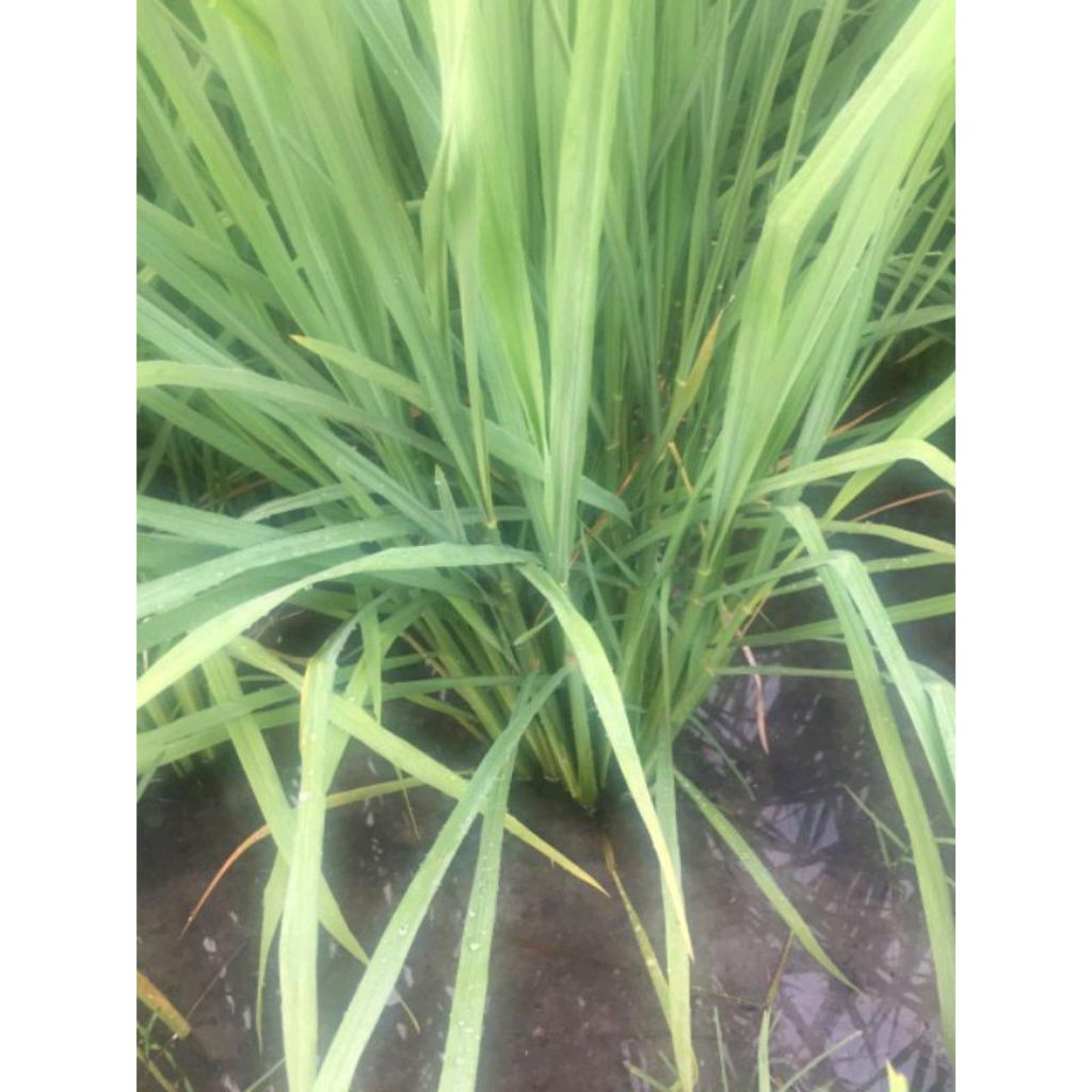 BENIH PADI GORONTALO KEMASAN 1KG