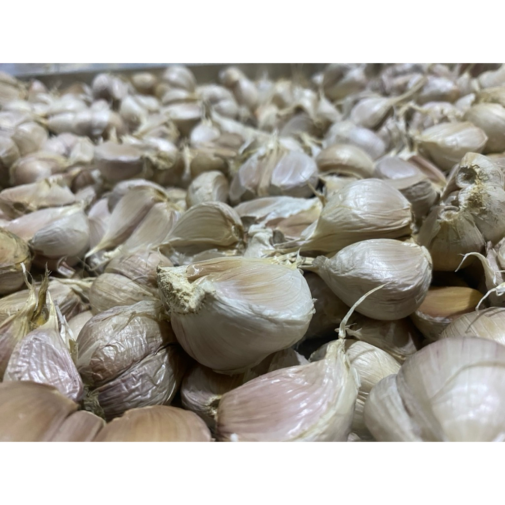 

BAWANG PUTIH KATING 1 KG UKURAN BESAR JUMBO KUALITAS SUPER