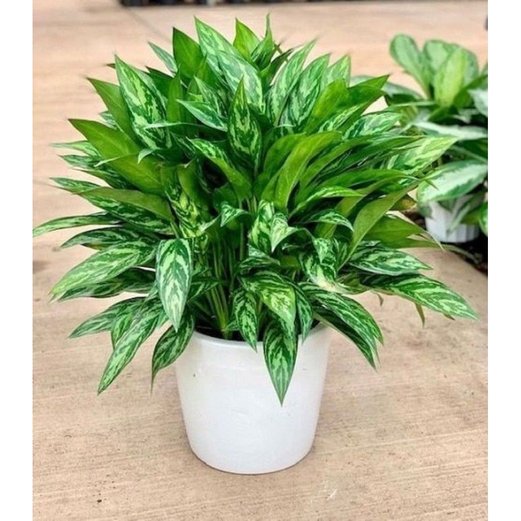 Tanaman Hias Dieffen Sri rezeki/Blanceng Sri Rezeki