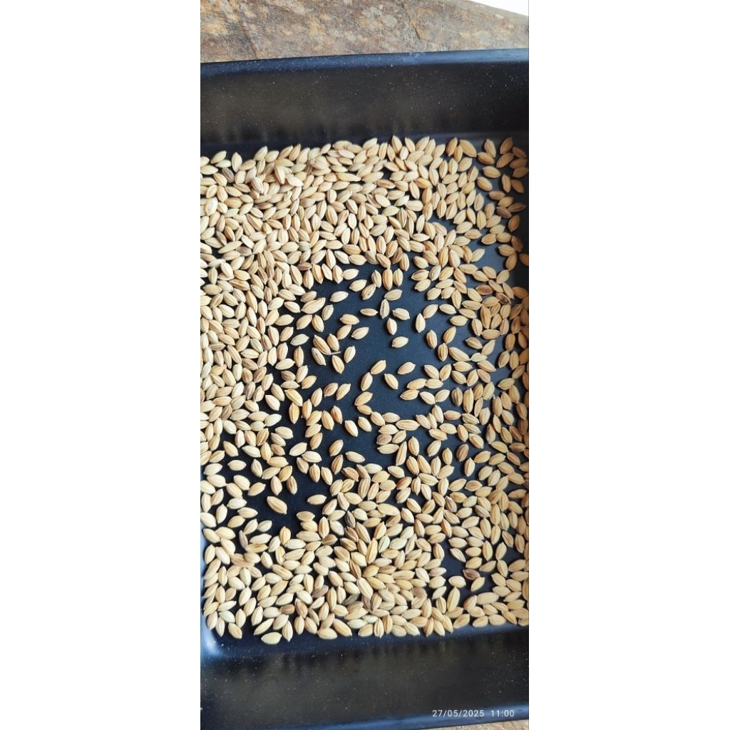 GABAH BURUNG | PAKAN BURUNG PREKUTUT - LOVEBIRD