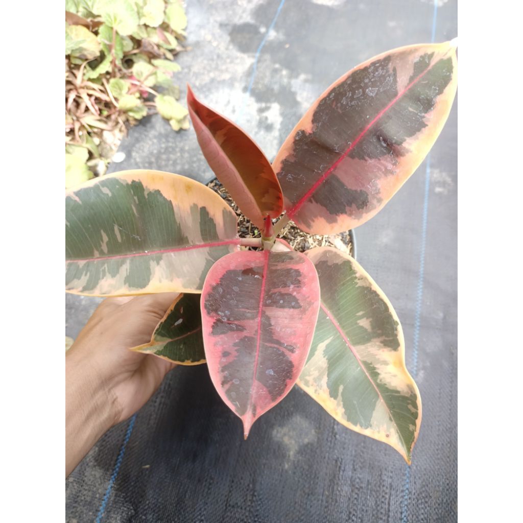 ficus pink ruby (varigata)