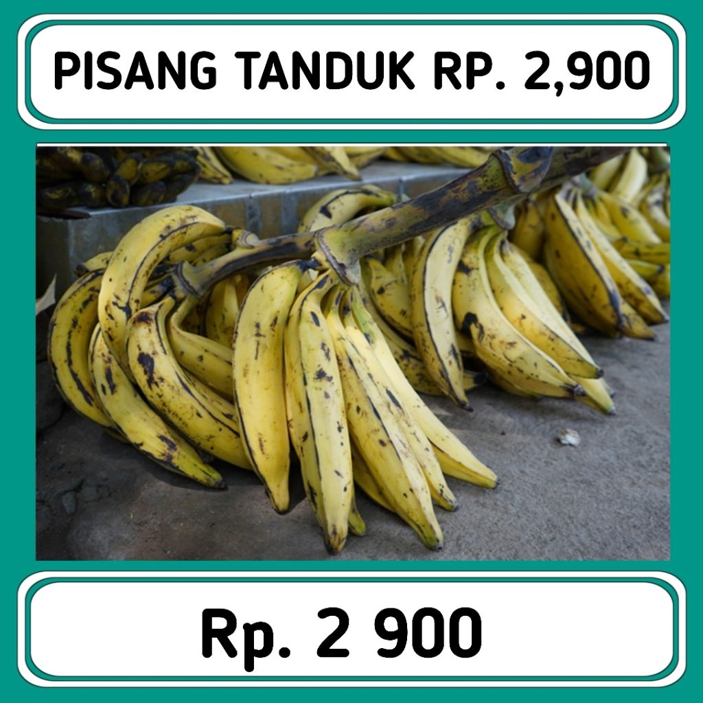 

PISANG TANDUK MURIA 1pcs