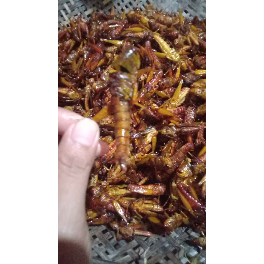 

belalang goreng