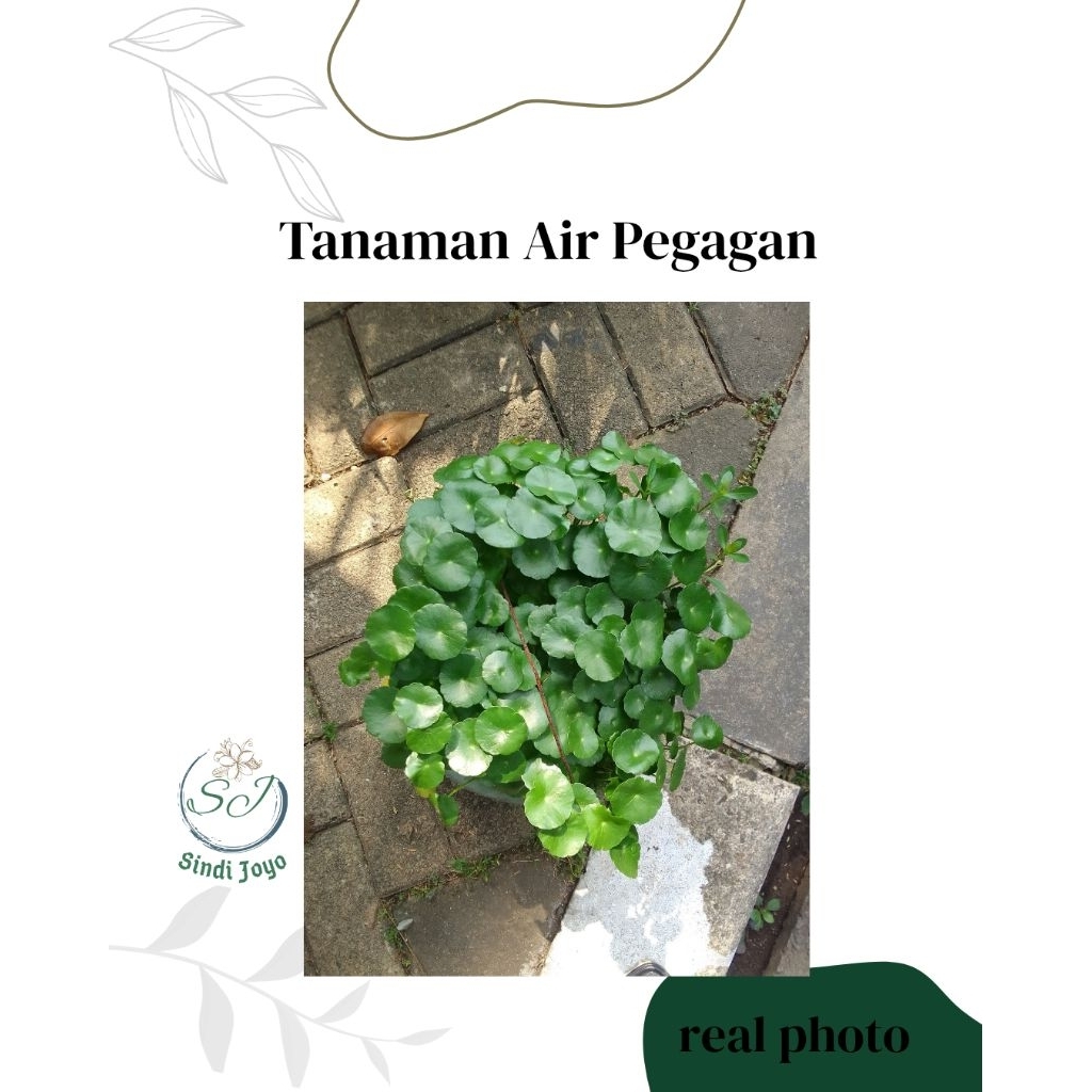 Tanaman Air Pegagan Tanaman Obat Pegagan