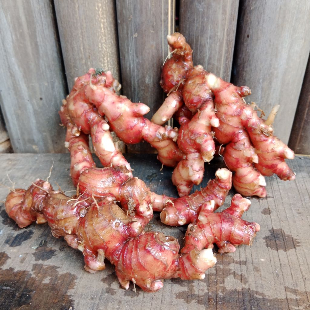 

jahe merah segar/jahe merah tua medan/jahe fress 1kg/jahe medan
