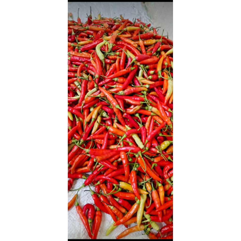 

cabe rawit merah