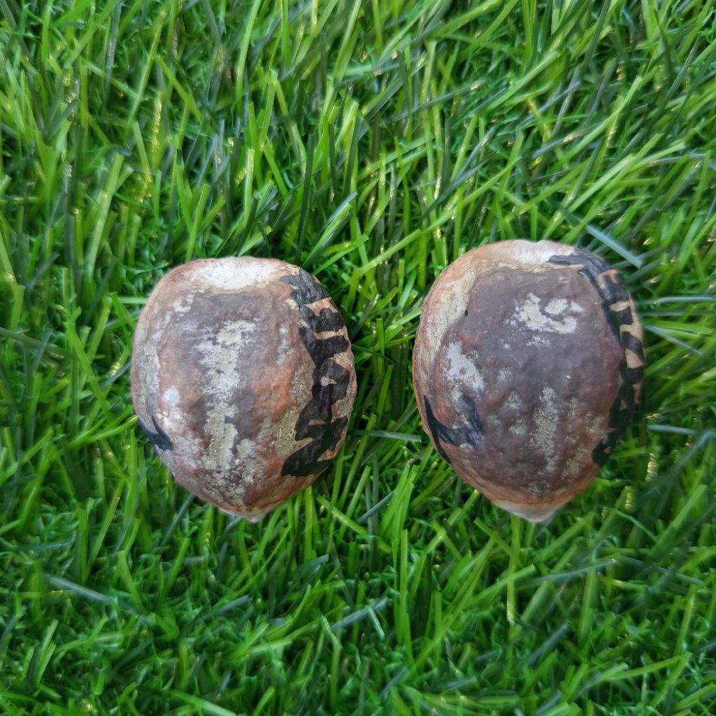 Muncang Jayanti Anak Apotek 100% Original AA MUNCANG