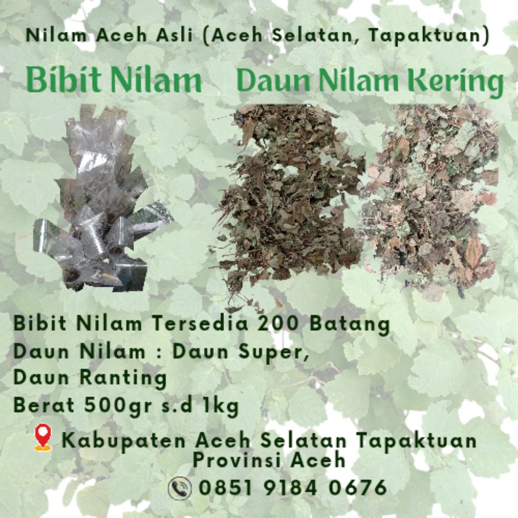 

Nilam Aceh Asli (Aceh Selatan, Tapaktuan) Dijamin Keasliannya dan Kewangiannya.