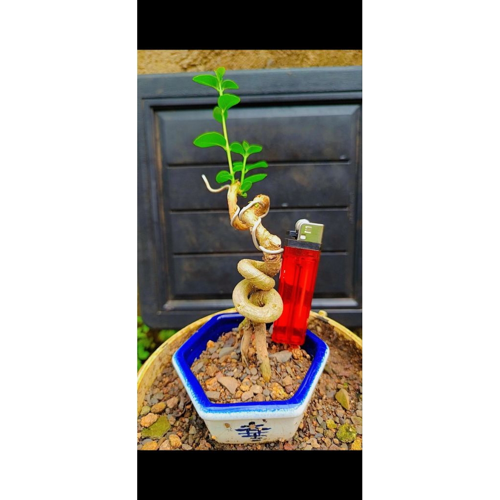 Bonsai Sancang Mini Hidup