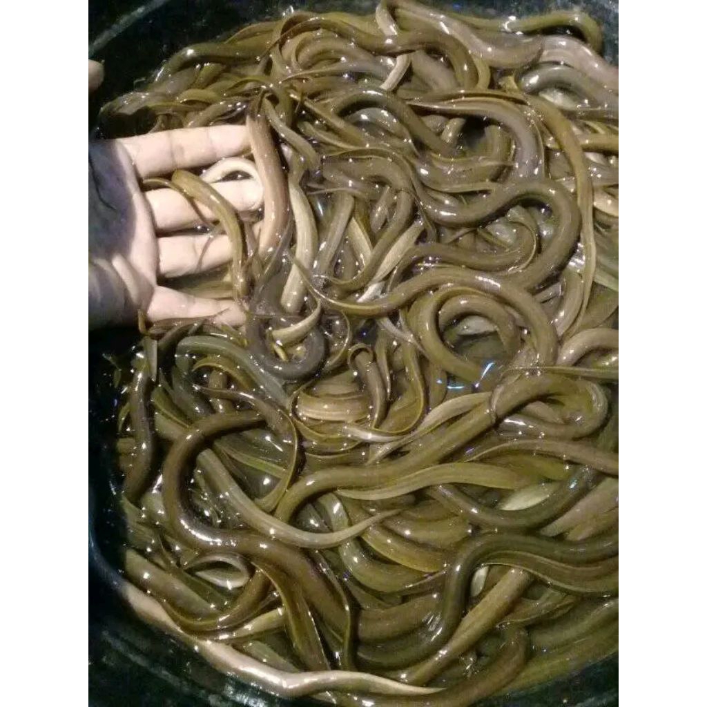 

Belut sawah fresh 500gram