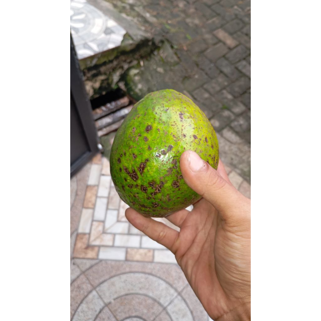 

Alpukat Mentega Sumatra 2Kg isi 7-9 Buah