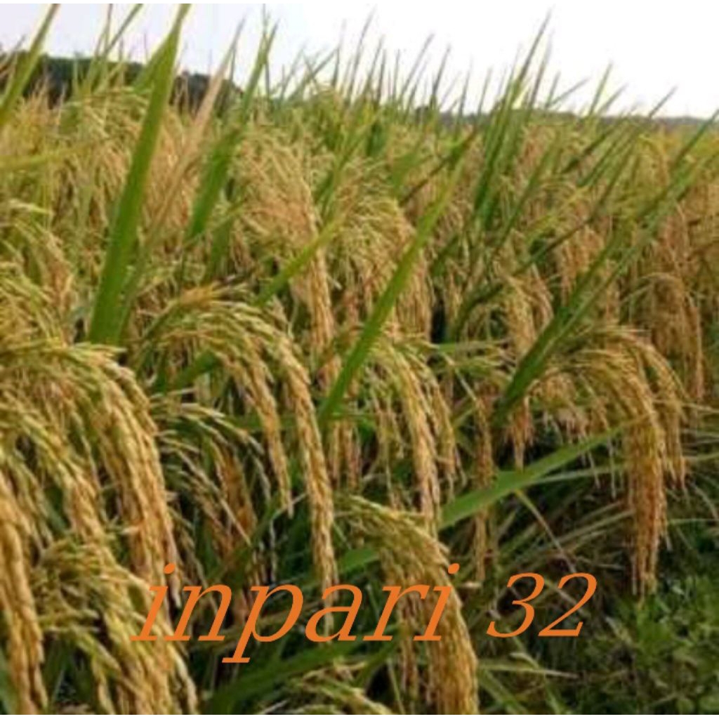 benih padi inpari 32 jumbo kemasan 5kg