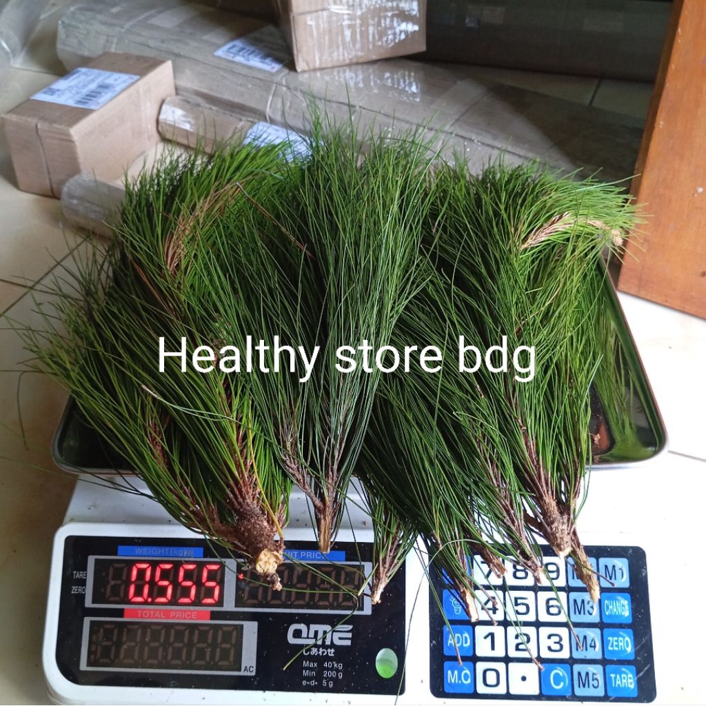 

Daun Pinus Segar Paket 500 gram