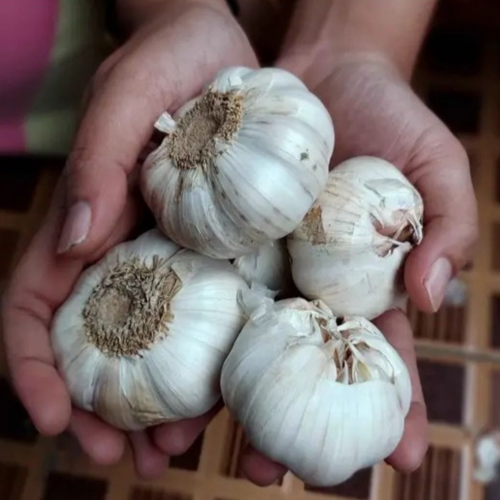 

Bawang Putih Kiloan Murah 1kg 1 kg 1000gr 1000 gr gram - Aneka Bumbu Dapur