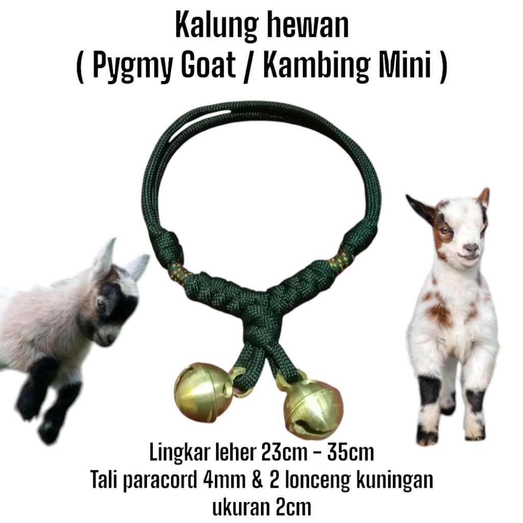Kalung kambing Mini / Pygmy Goat Lonceng Kuningan Tali Paracord