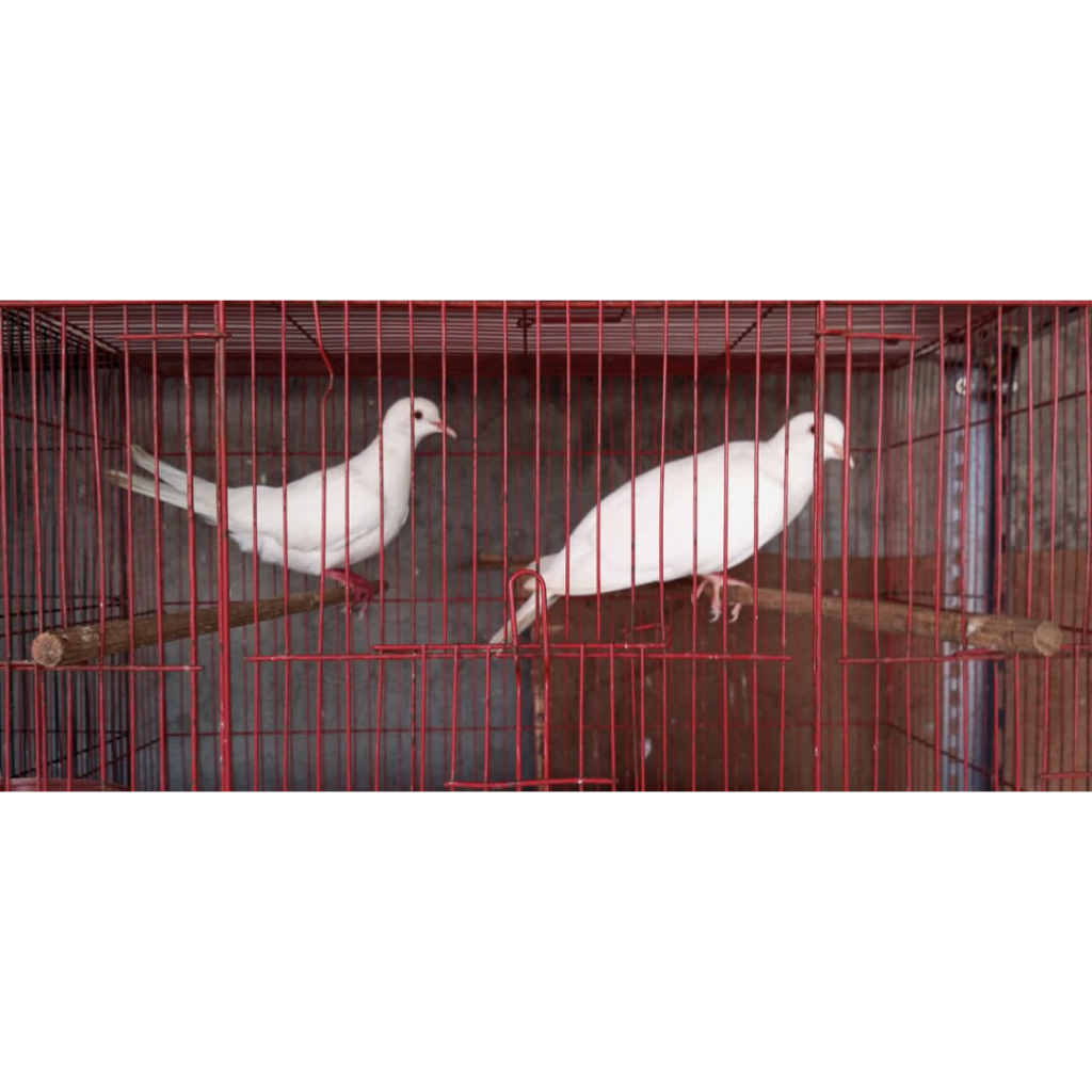 Burung Puter Albino Putih Bersih