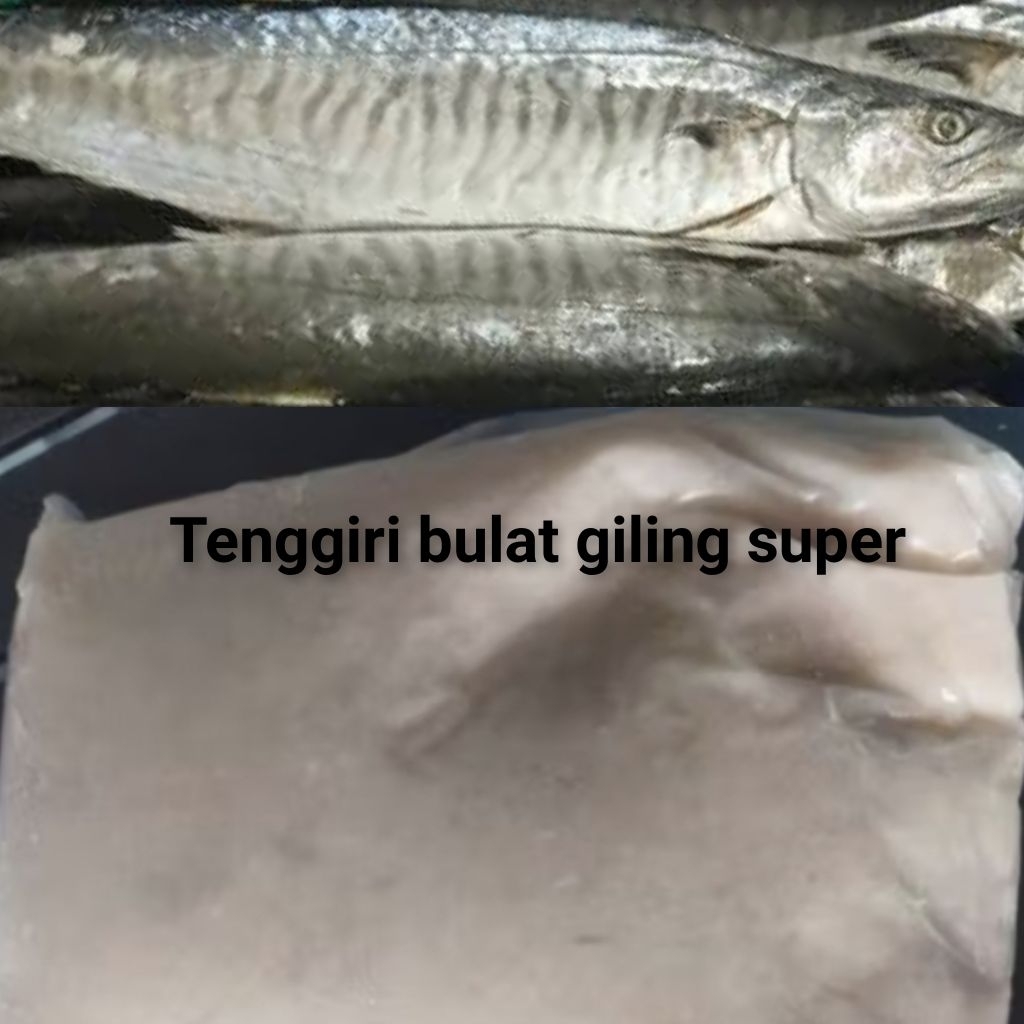

Tenggiri Bulat giling super