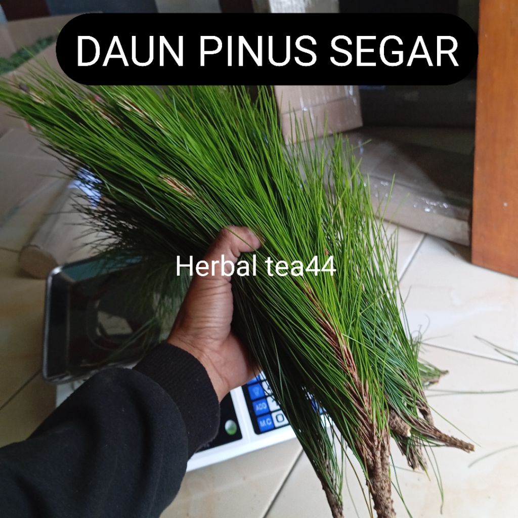 

Daun pinus segar petik langsung 1 kg