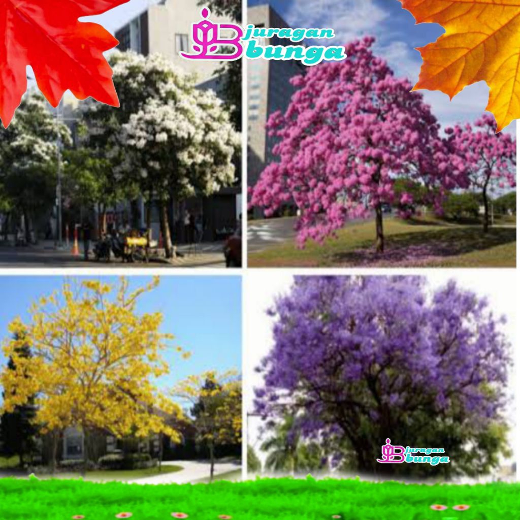 tabebuya tanaman hias / bibit tanaman tabebuya