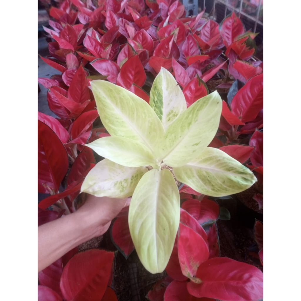 TANAMAN BUNGA AGLAONEMA LEGACY WHITE
