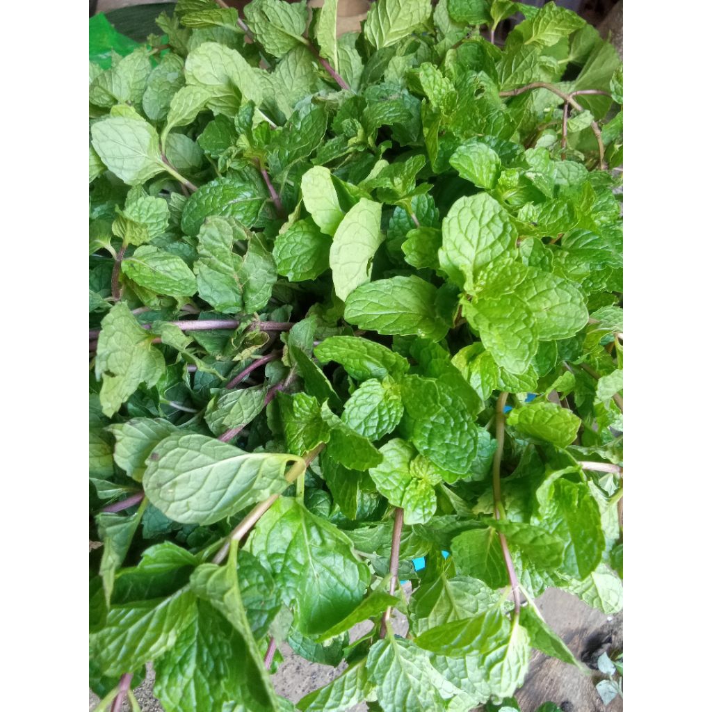 

tanaman daun Minit