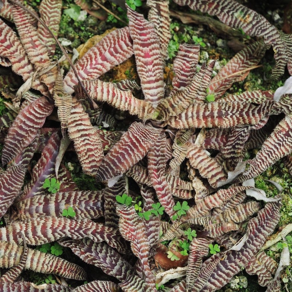 Tanaman Kriptantus Brazil Asli / Kriptantus Tokek / Cryptanthus Zonatus Plant / Bromelia Zonatus Tok