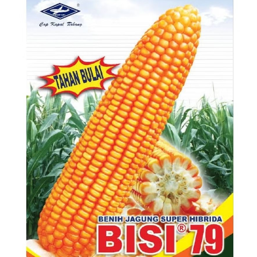 BENIH JAGUNG HIBRIDA BISI 79