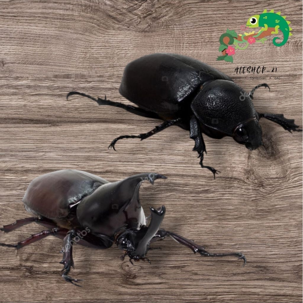 paket hemat kumbang tanduk sepasang murah