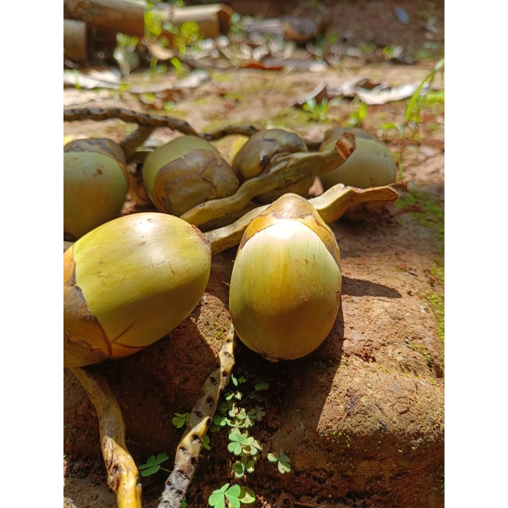 

beluluk kelapa fresh obat diabetes per 1 pcs