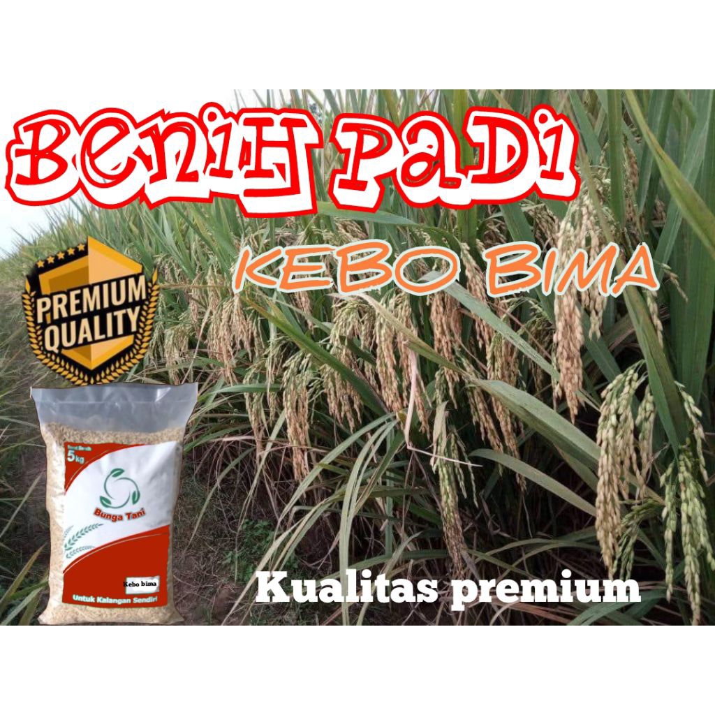 BENIH PADI UNGGUL KEBO BIMA PREMIUM 5KG