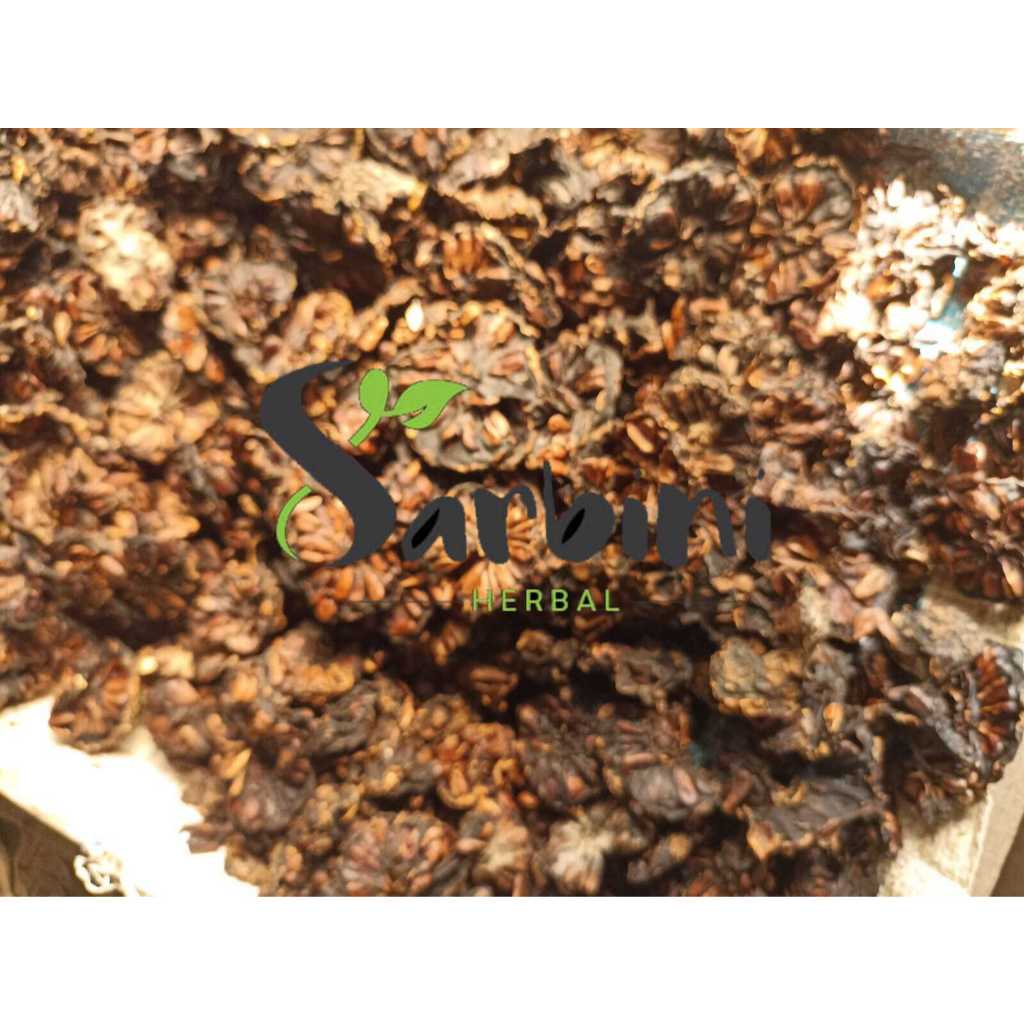 

Buah Mengkudu Kering/ Kering Buah Pace 100 gram / 250 gram / Simplisia Kering Buah Mengkudu / Buah Mengkudu Garansi Terjamin 100% Asli Murni / Bahan Buah Mengkudu Kering / Bahan Buah Mengkudu Premium / Jamu Herbal Buah Mengkudu / Pace Buah