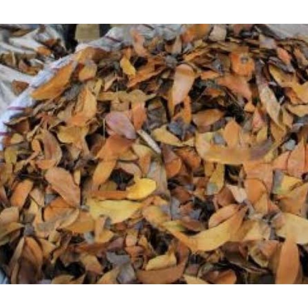 

Daun mahoni kering organik 250 gram-az