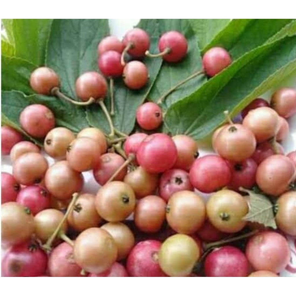 

Buah kersen segar buah talok petik langsung