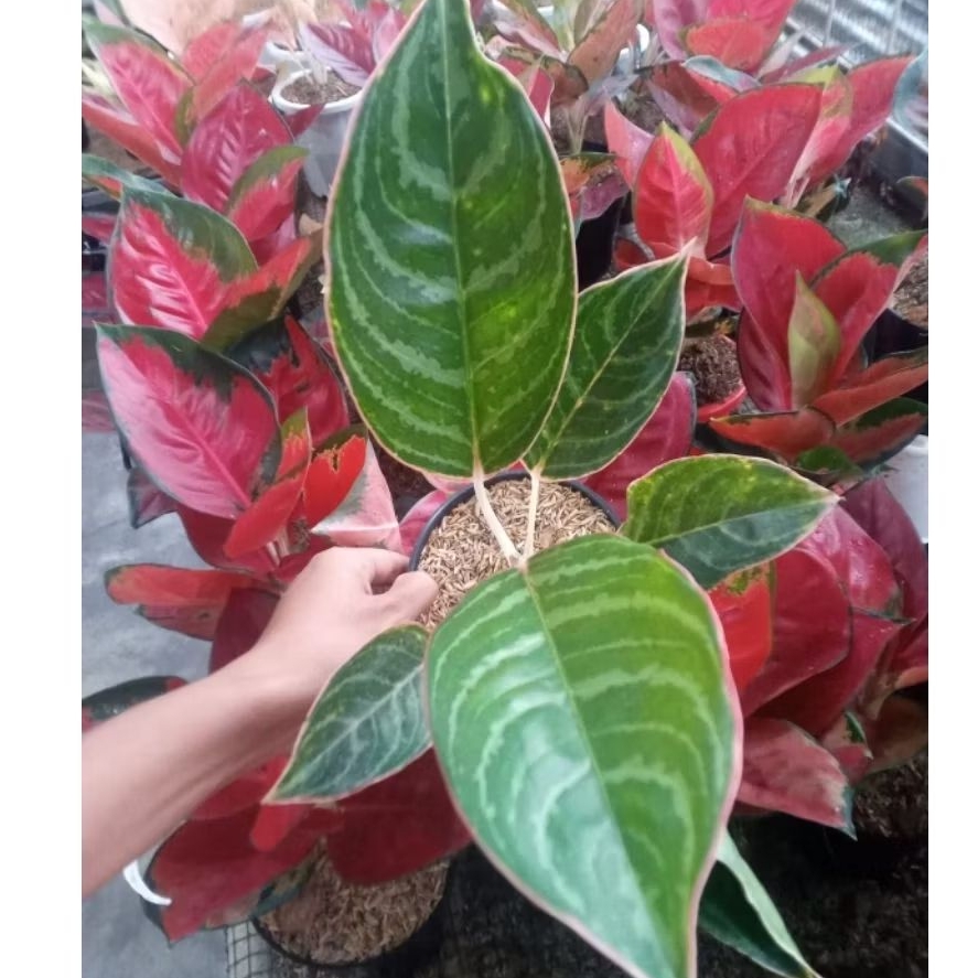 TANAMAN BUNGA AGLONEMA LIPSTIK ZEBRA