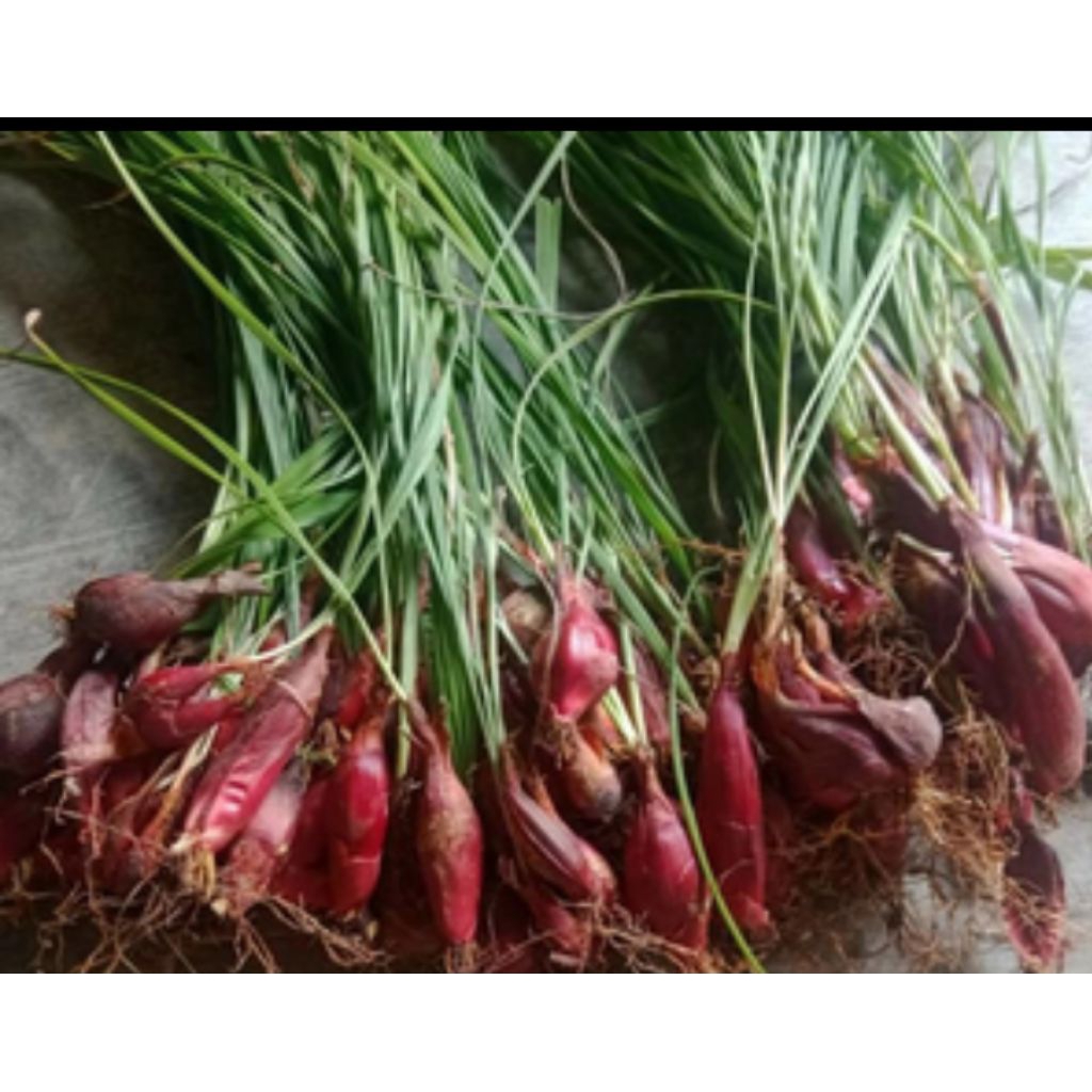 

bawang dayak alami 100% asli 250gram (DADAKAN SETIAP ORDERAN)