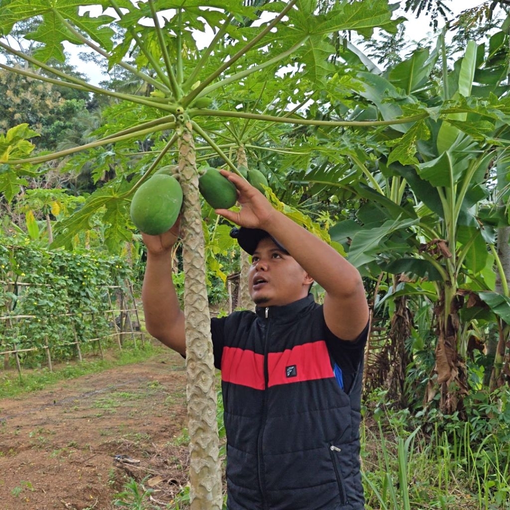 

PEPAYA MUDA 1kg | Pepaya Untuk Sayur dan Kebutuhan Memasak Lainnya