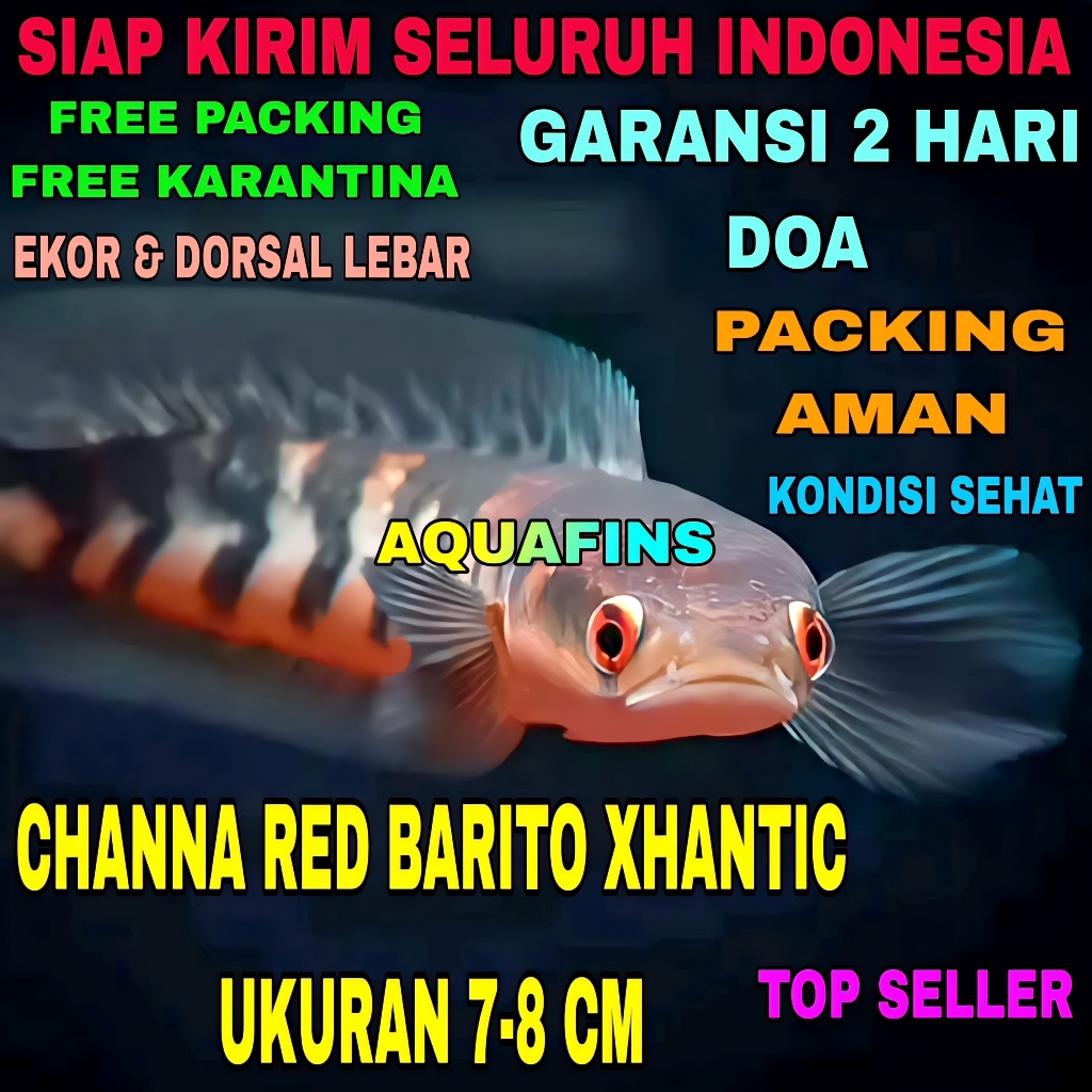 HIASAN SNAKEHEAD CHANNA GABUS MARU RED BARITO XHANTIC UKURAN 7-8 CM