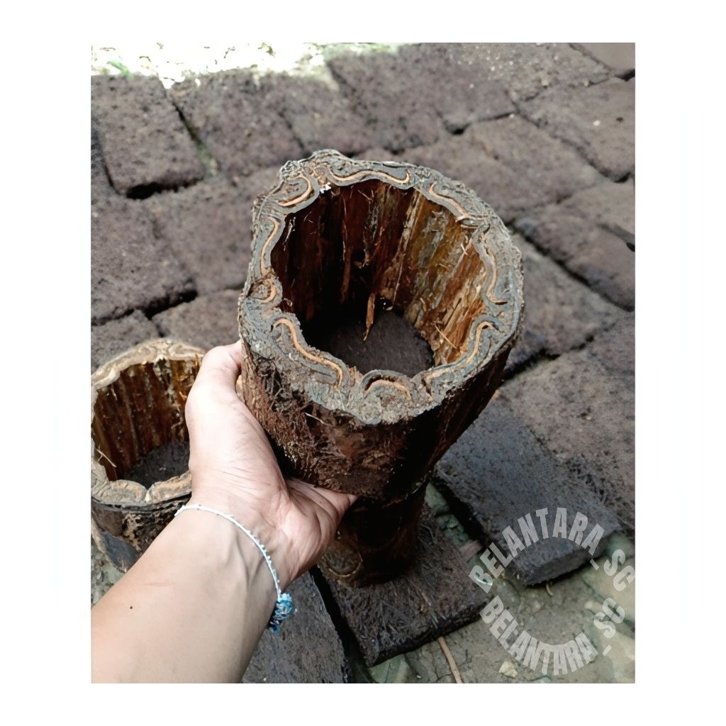 Terlaris Pot Batang Pakis