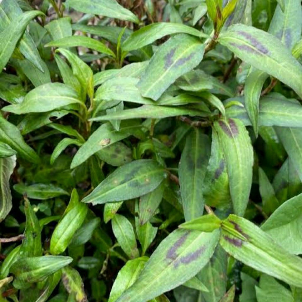 

Daun Vietnam Mint Segar Daun Laksa