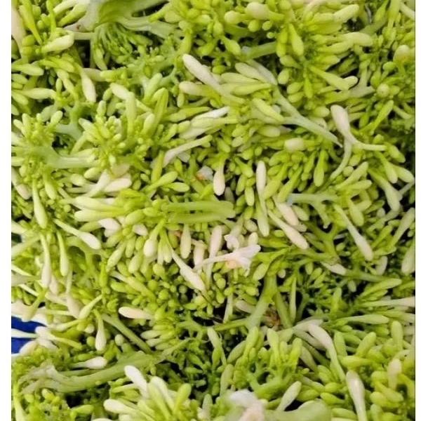 

Bunga Pepaya Gantung Segar Fresh ,Kembang Pepaya Sayur