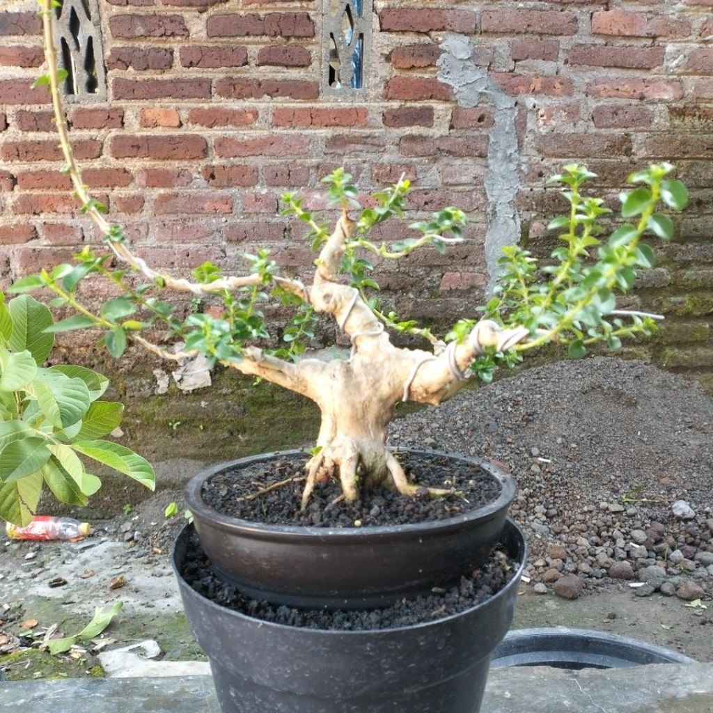BAHAN BONSAI SANTIGI KARANG