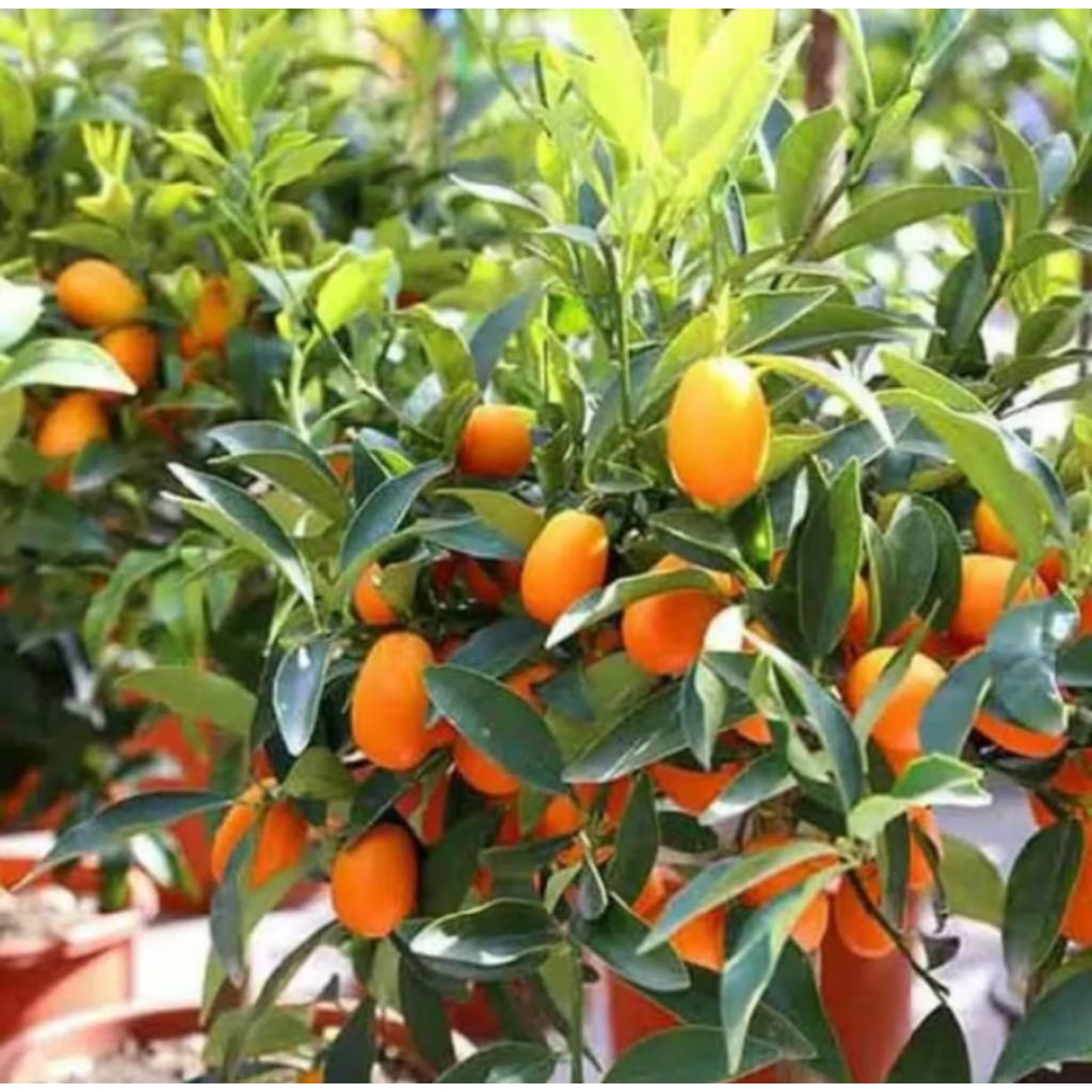 POHON BUAH JERUK NAGAMI OKULASI CEPET UNTUK BERBUAH / TANAMAN BUAH JERUK NAGAMI